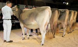 Honorable Mention Jolden Estonia von Matthias und Roman Beler